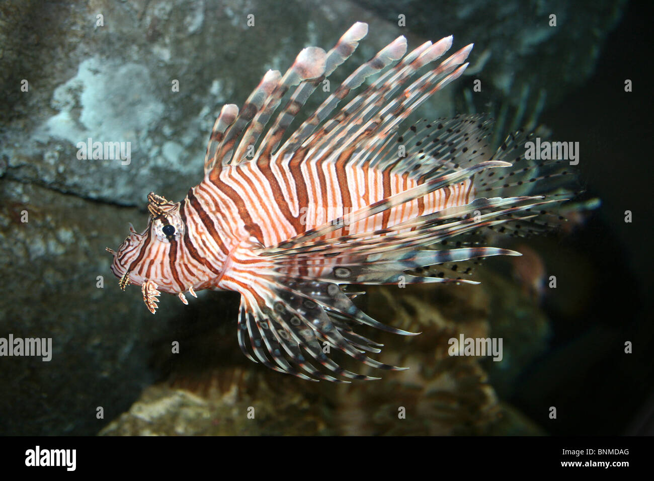 Rot Rotfeuerfisch Pterois volitans Stockfoto