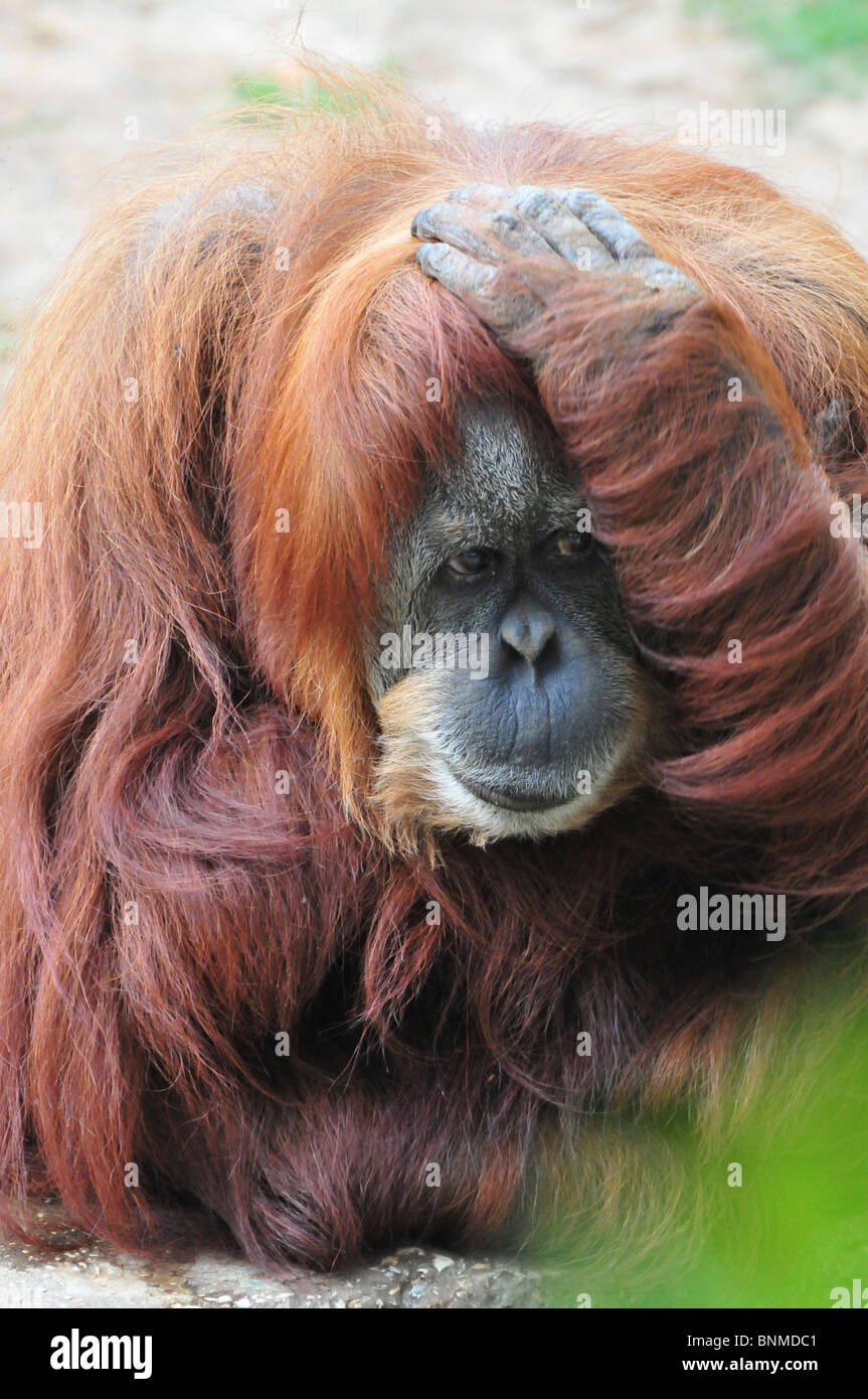 Orang-Utan, Pongo Pygmaeus hautnah Stockfoto