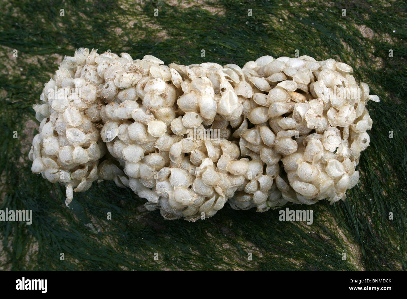 Meer-Wash Ball, Ei Fall der gemeinsamen Wellhornschnecke Buccinum Undatum Taken in New Brighton, Wallasey, Wirral, Großbritannien Stockfoto