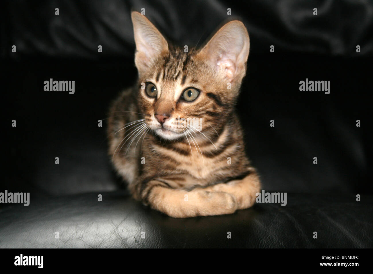 Tabby kitten Stockfoto