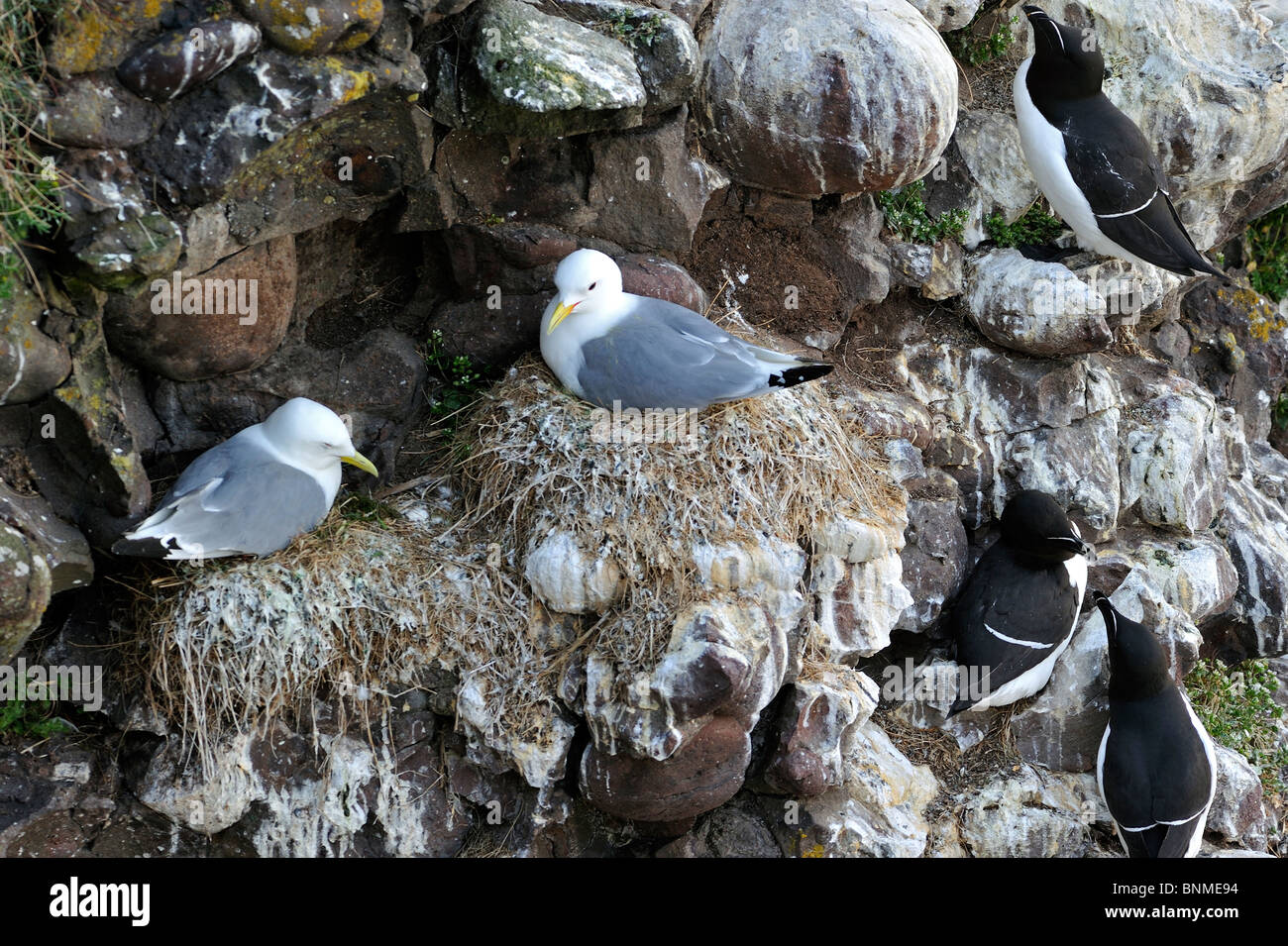 Tordalken und schwarz-legged Dreizehenmöwen (Rissa Tridactyla) am Nest in Steilküste bei Fowlsheugh Natur Reservat, Schottland, UK Stockfoto