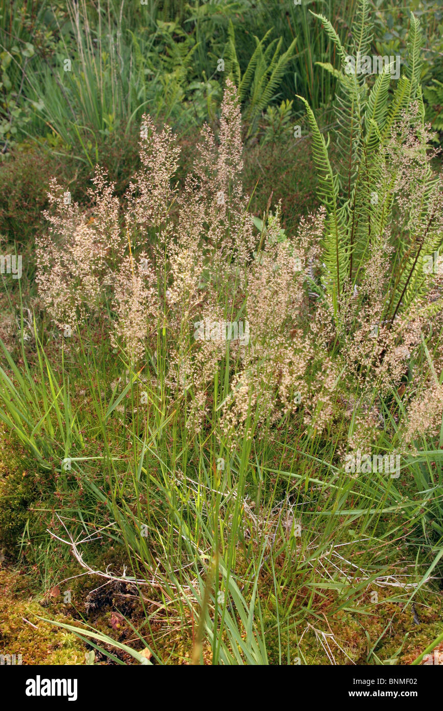 Borste Straußgras (Agrostis Curtisii: Poaceae) auf Heideland, UK. Stockfoto