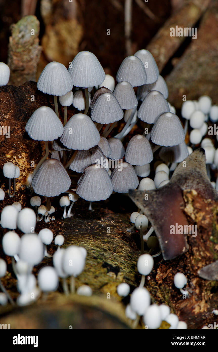 Pilz Pilze wei braun Verfall Pflanze Pflanzen Regenwald Botanik tropische  Tropen Natur Stockfotografie - Alamy