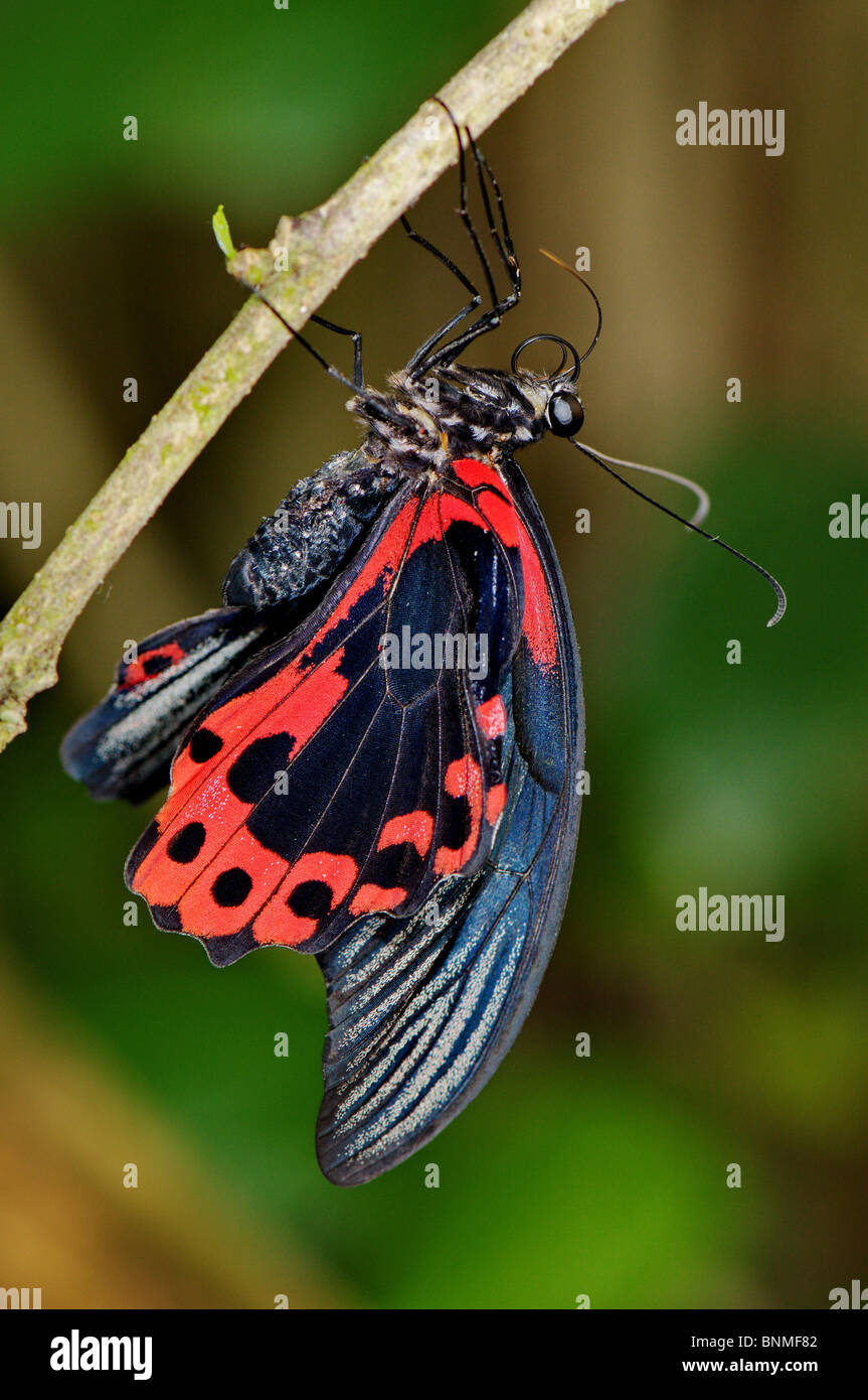 Scharlachroter Schwalbenschwanz Papilio Rumanzovia Schmetterling Schmetterlinge Insekt Insekten tropische Tropen rot schwarz Tier fauna Stockfoto