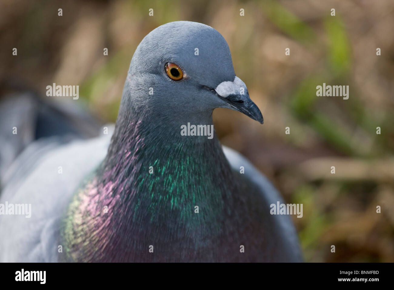 Stadt Taube Taube Porträt Nahaufnahme artenreichen Vogel Stockfoto