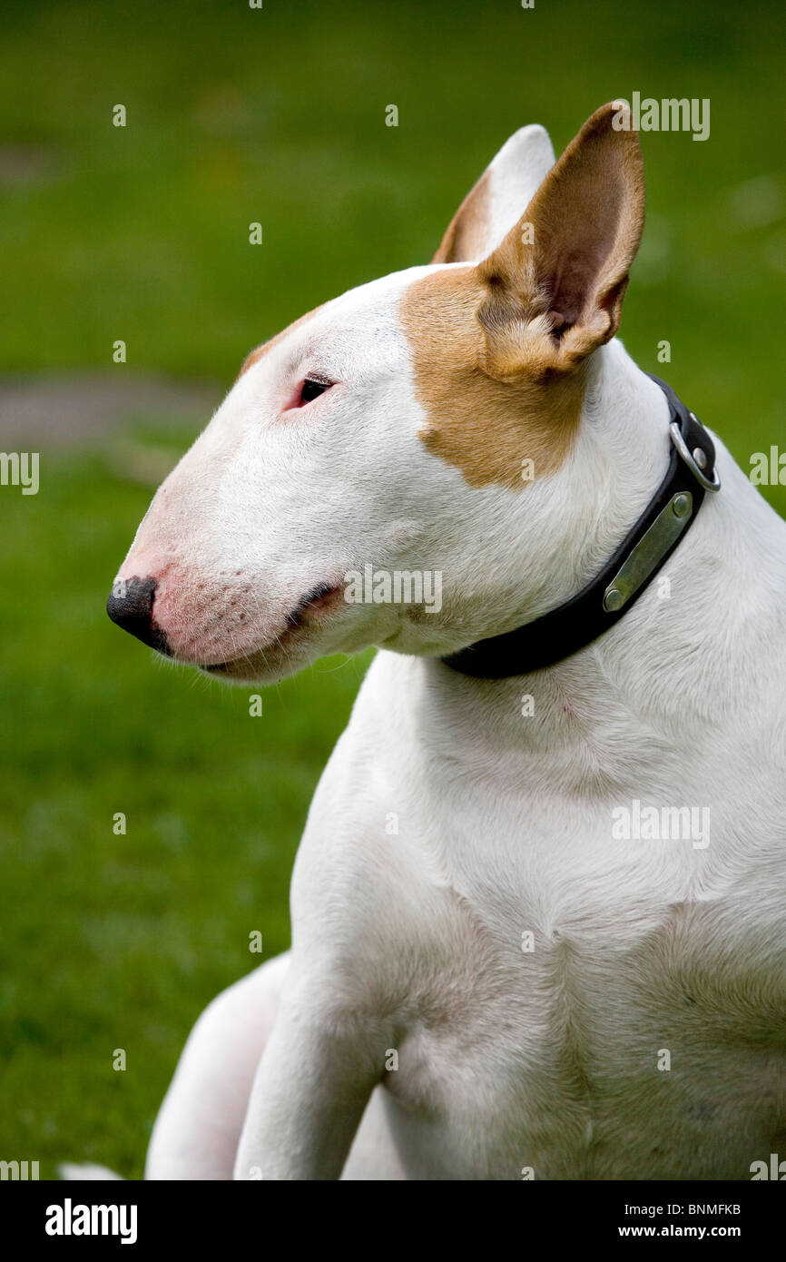 Haustier-Tier Hund Hunderasse Porträt English Bull Terrier Terrier Bullterrier weiß kämpfen Hund draußen auf dem Rasen im Profil Stockfoto