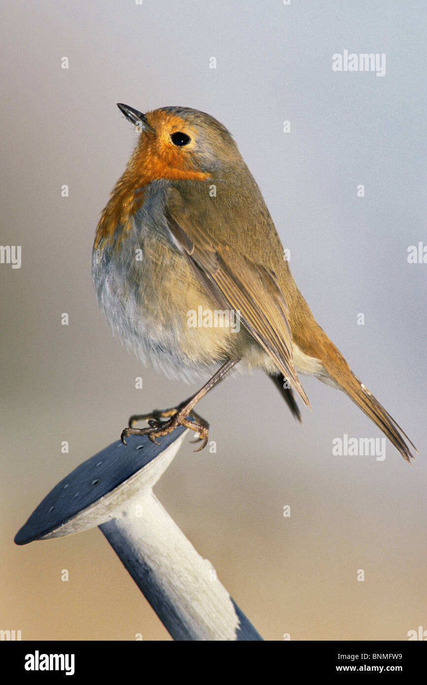 Robin Vogel Wasser Gießkanne schließen Garten Tier Stockfoto