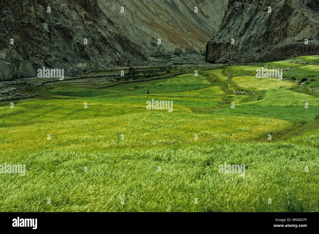 Indien, Jammu und Kaschmir Kaschmir Asien Bergen außerhalb der Erde im freien Feld bunt Klippe Rock Cliff felsigen Gerste Stockfoto