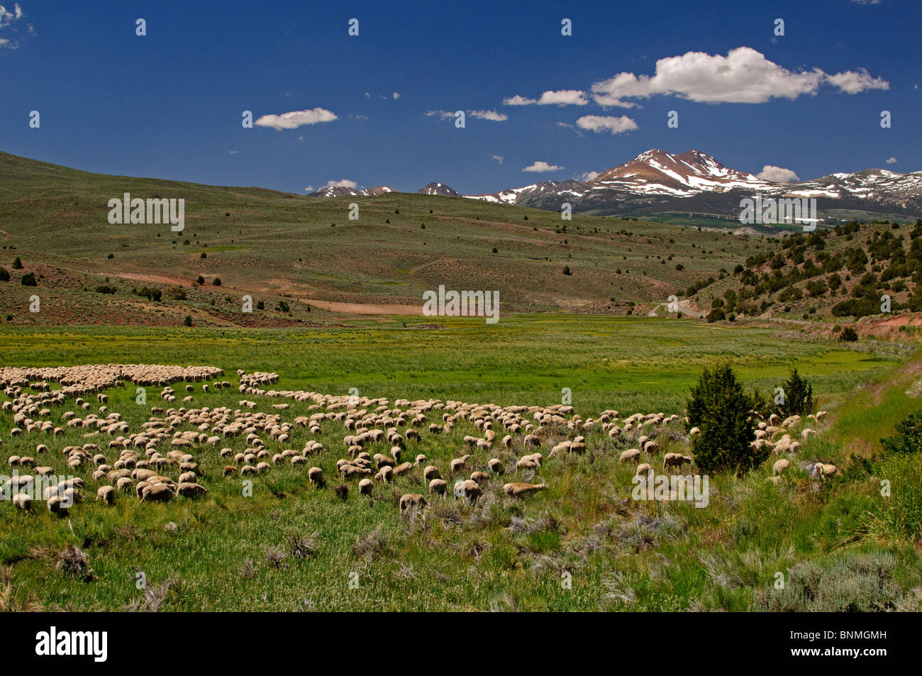 Schafherde auf der Hochebene in der Nähe von uns Highway 395, California. Sommermorgen. Stockfoto