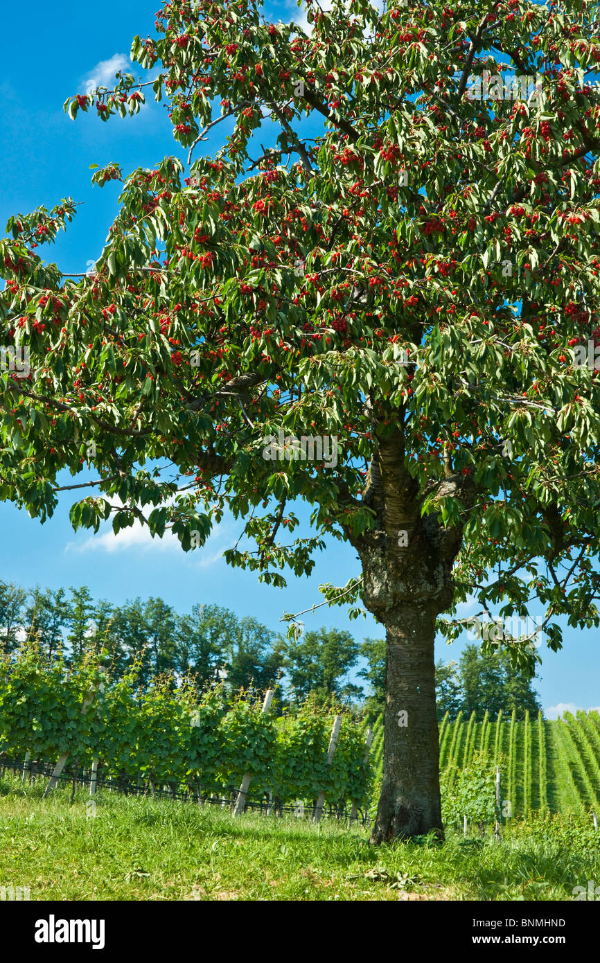 Durbach BadenWürttemberg Deutschland Schwarzwald Ortenau Kirschbaum
