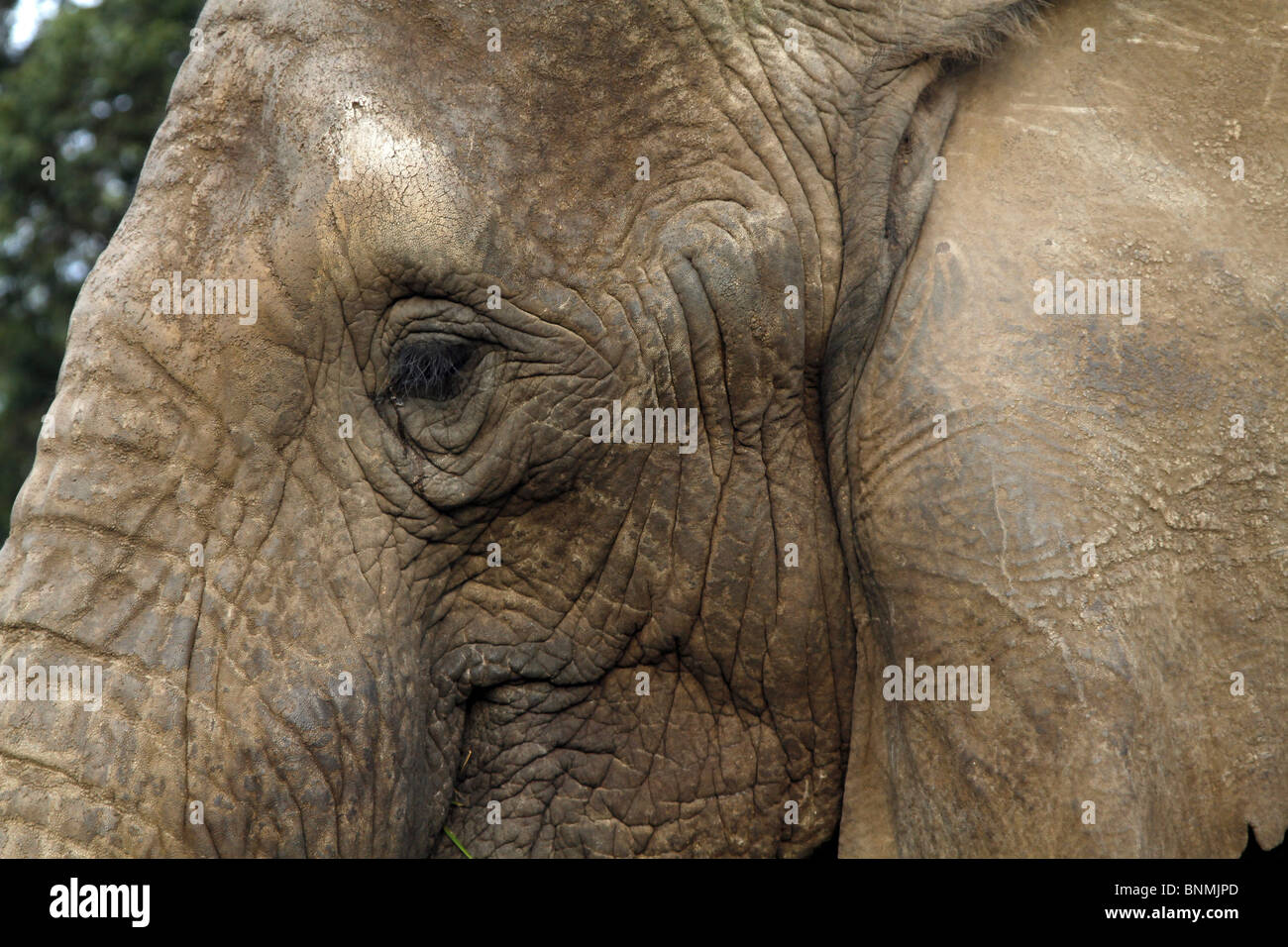 Afrikanische Elefanten Auge KNYSNA ELEPHANT PARK KNYSNA Süd Afrika KNYSNA ELEPHANT PARK 5. Juli 2010 Stockfoto