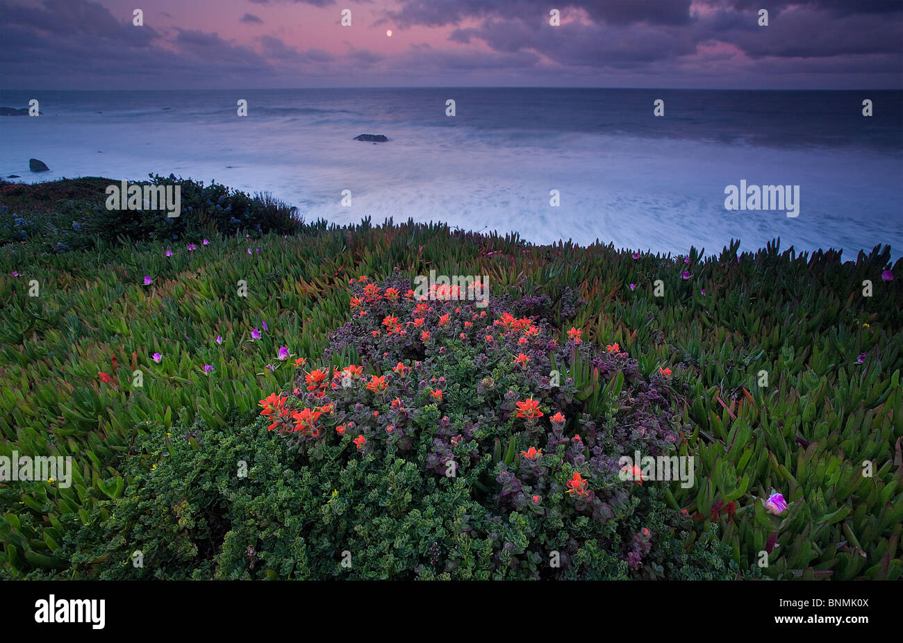 Wildblumen wachsen entlang Landzungen des Garapatta State Park, Big Sur, Kalifornien, USA. Stockfoto