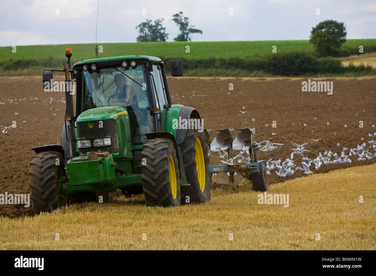 Ein Traktor, ein Feld, gefolgt von einem Schwarm von Möwen und schwarze Leitung Möwen zwischen Clare und Cavendish in Suffolk Pflügen Stockfoto