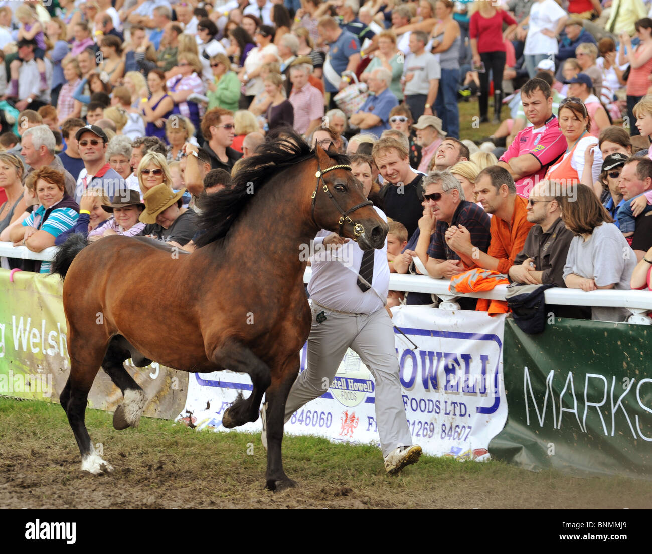 Royal Welsh Show 2010 senior "Welsh Cob" Hengst Wettbewerb läuft vorbei begeistert Massen Stockfoto