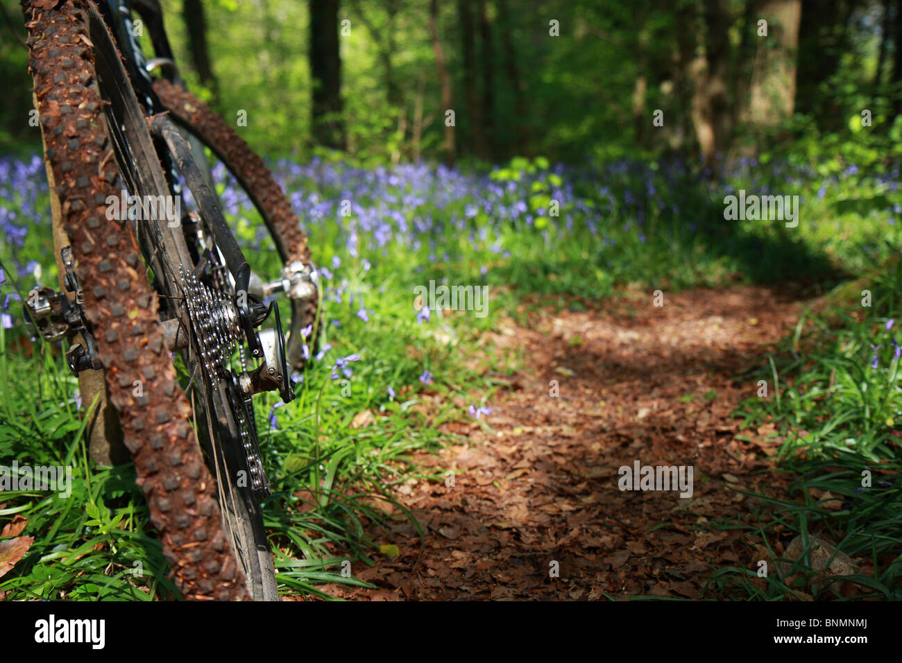 Mountainbike und Glockenblumen in Ashton Gericht, Bristol. Stockfoto