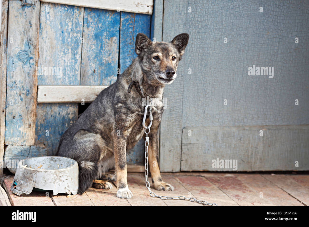 Kettenhund -Fotos und -Bildmaterial in hoher Auflösung – Alamy