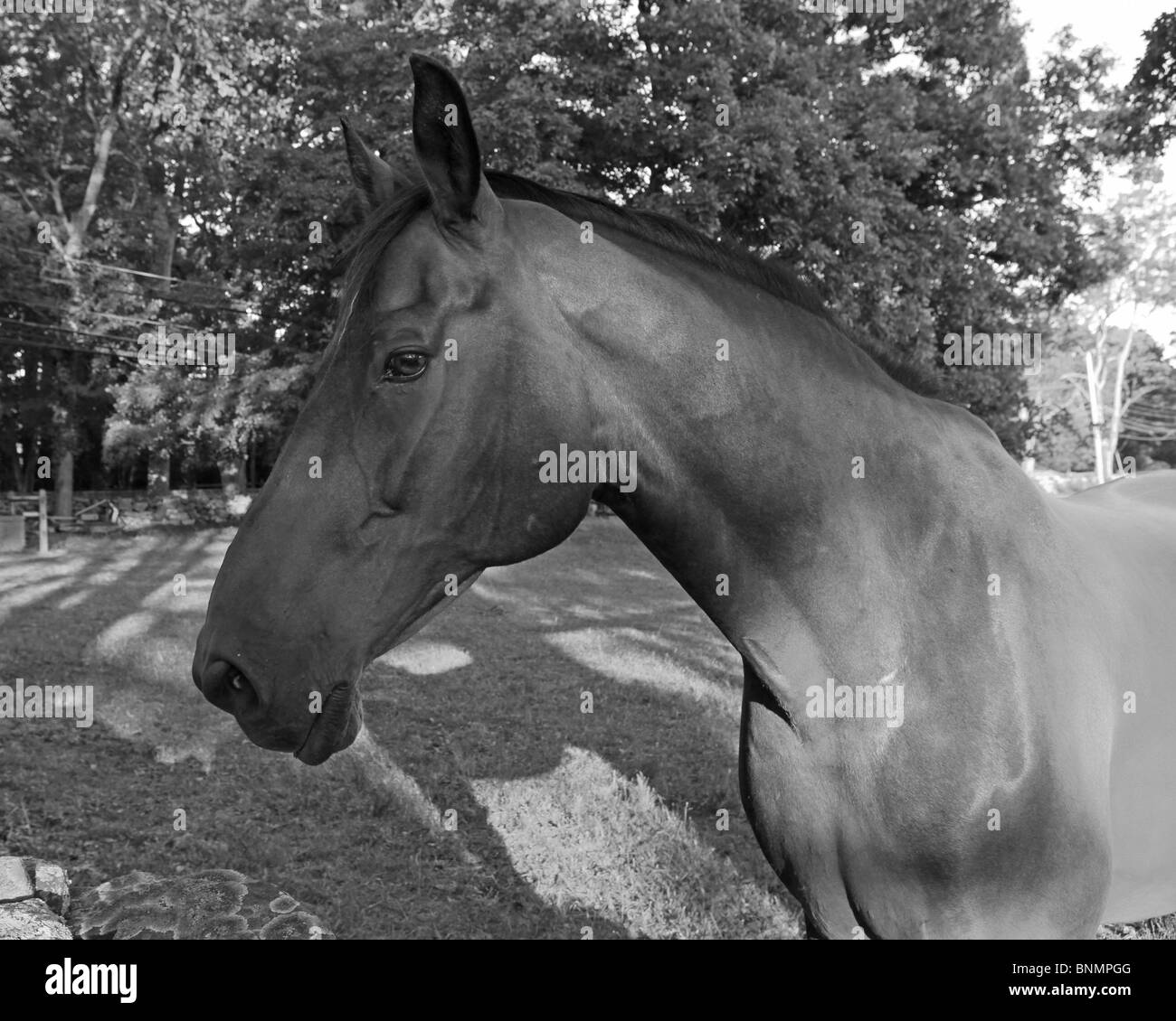 B&W Pferd Stockfoto