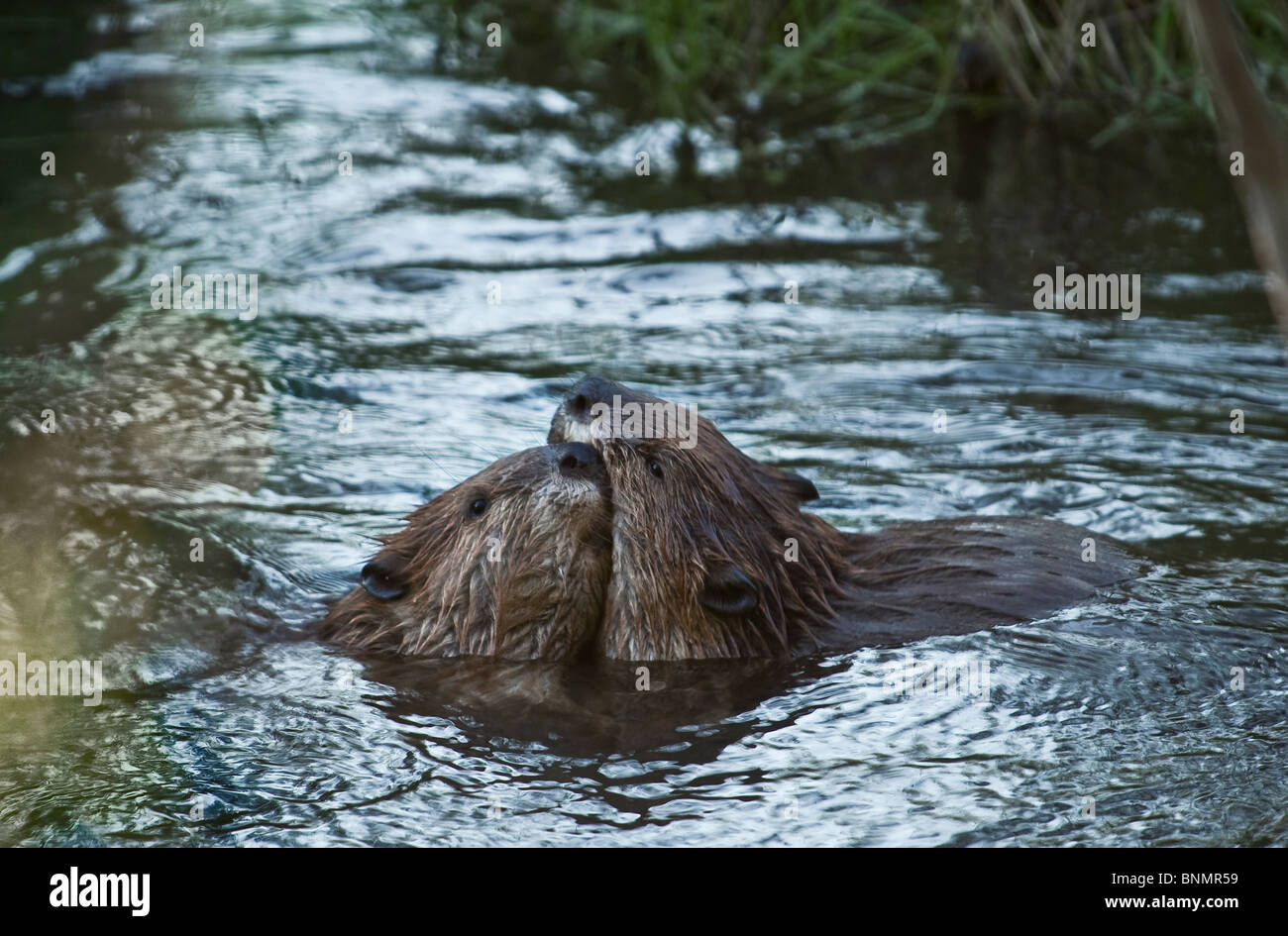 Zwei Biber in ihrer Biber Teich spielen. Stockfoto