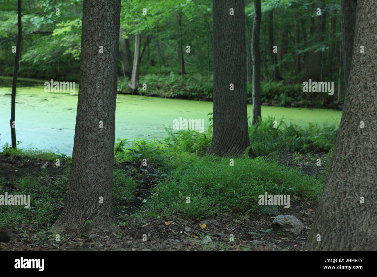 Algen im Teich Forrest Stockfoto