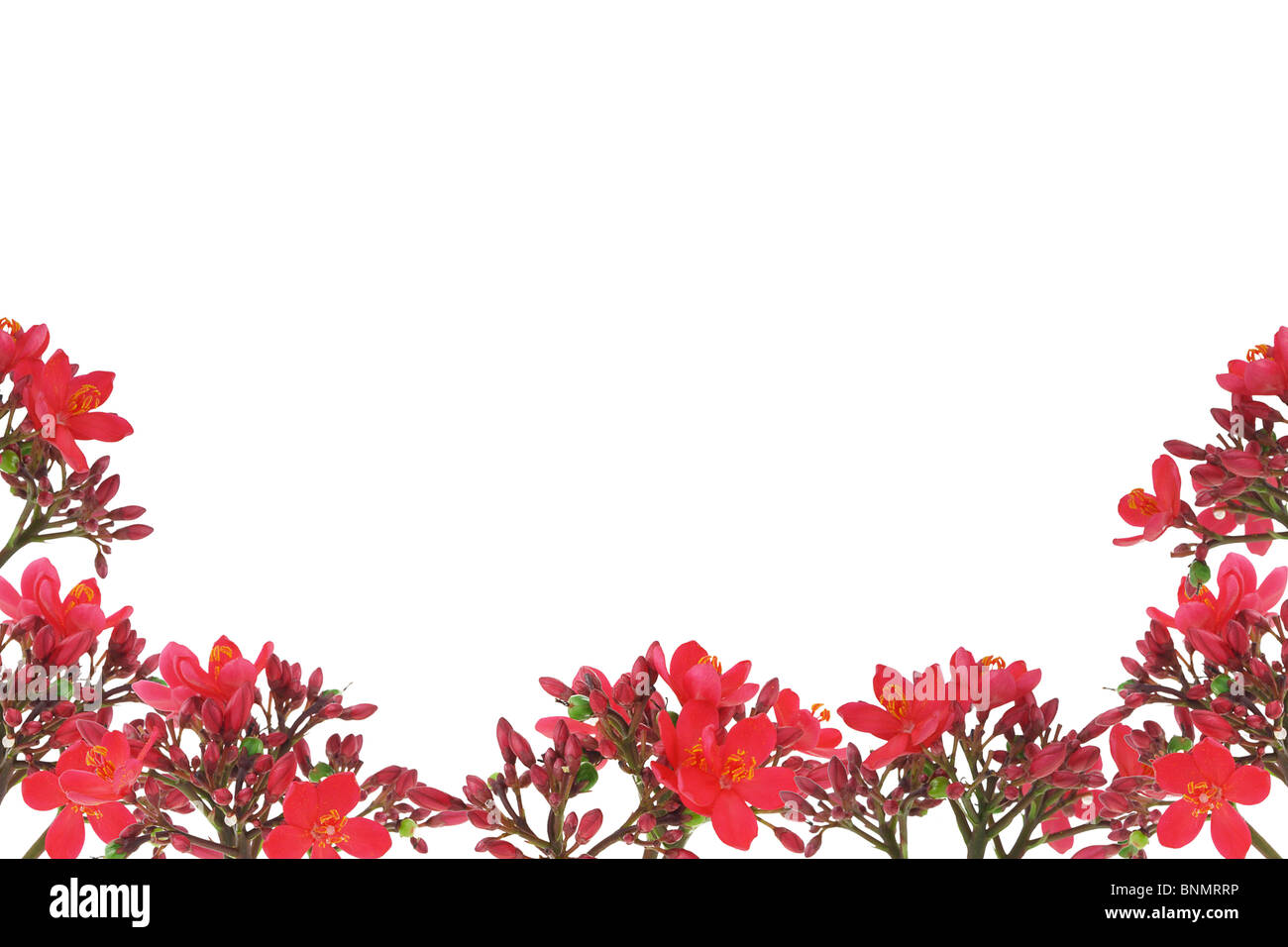 Rote Blumen Design Grenze mit Textfreiraum Stockfoto