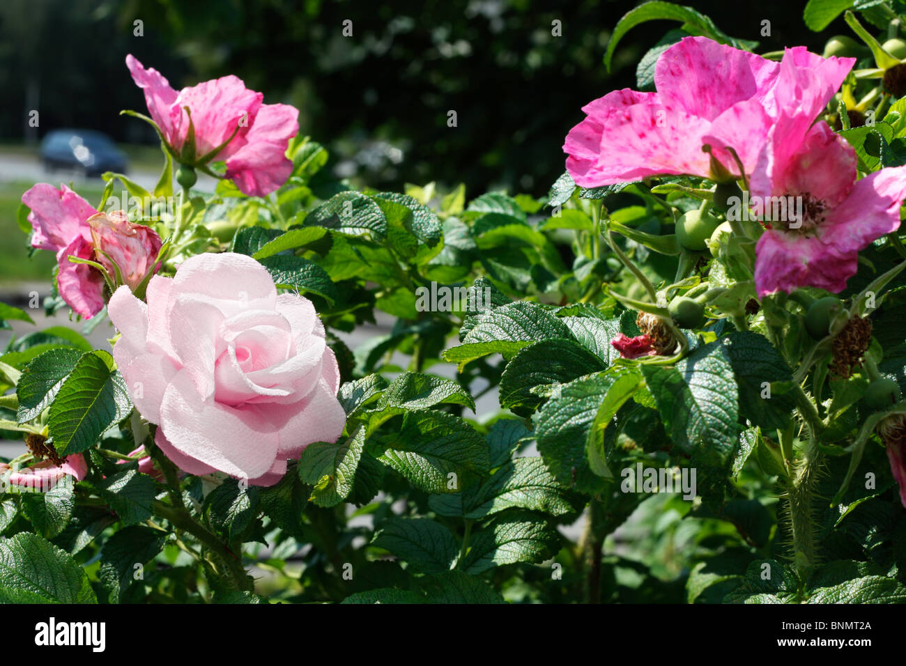 Lebenden und Toten.  Künstliche und natürliche Blumen Stockfoto