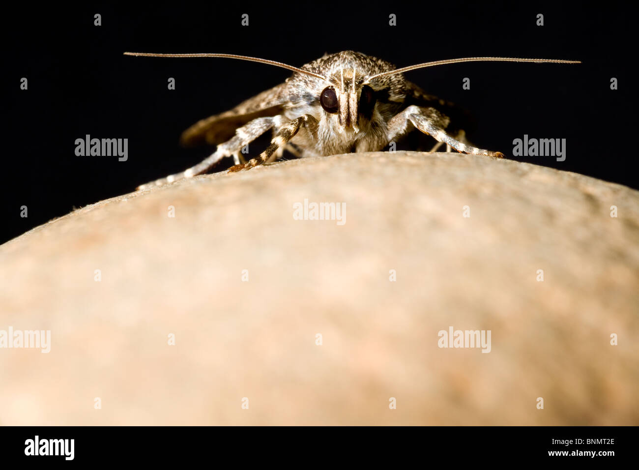 Nahaufnahme von Kupfer Underwing Moth - Brevard, North Carolina, USA Stockfoto