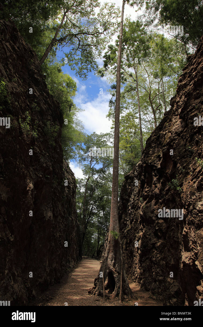 Einsamer Baum, Hellfire pass 2. Weltkrieg Gedenkstätte Stockfoto