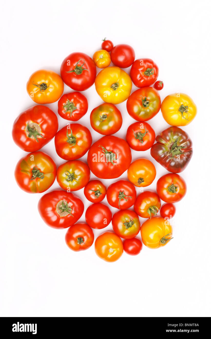 frische Tomaten Stockfoto