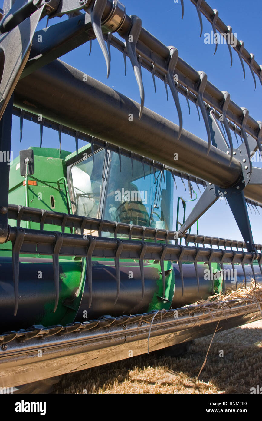Am frühen Morgenroutine im Weizen Ernte Geschäft beinhaltet dumping Trichter, Betankung und einölen der Maschinen. Stockfoto