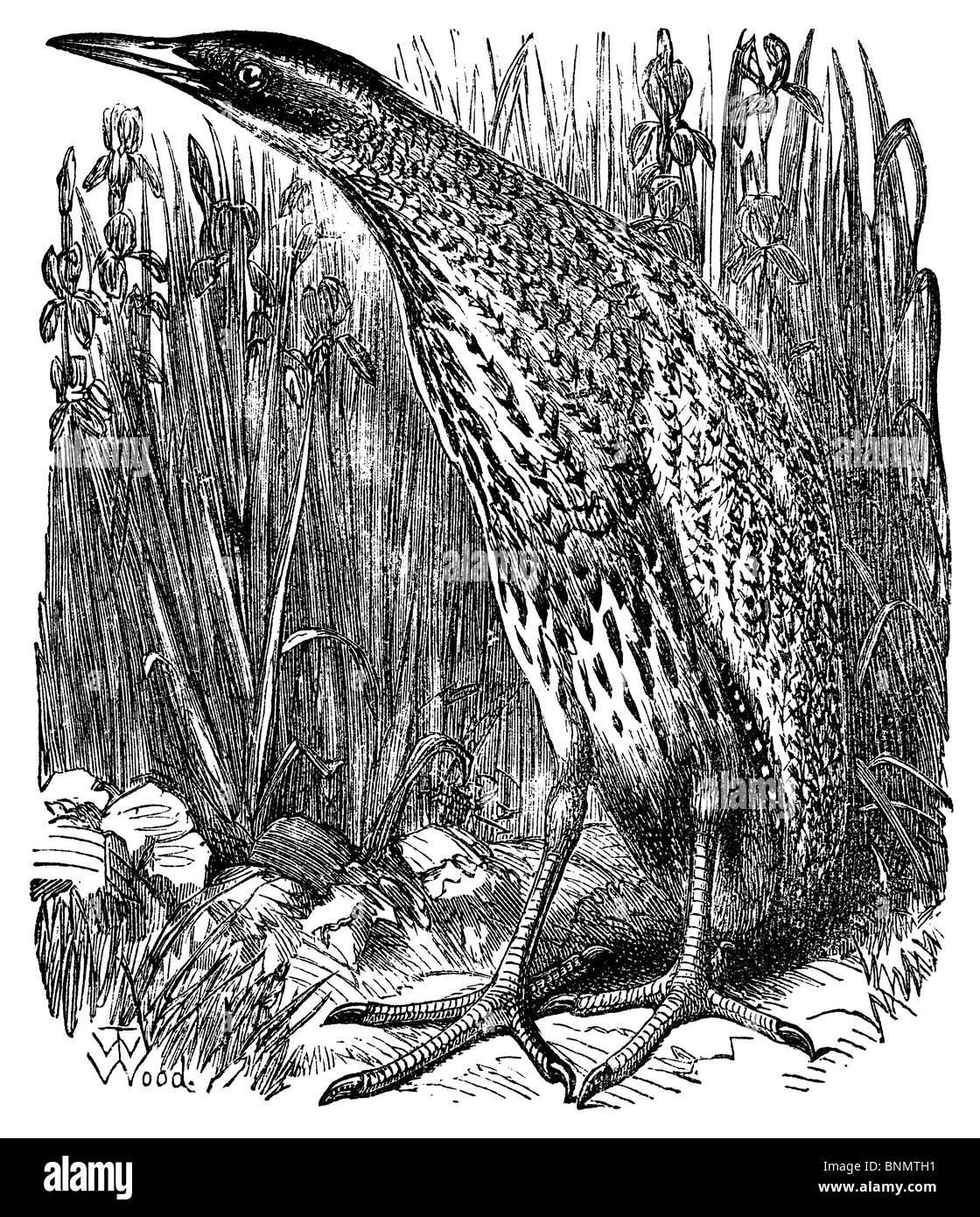 Die Rohrdommel, von Woods 'Bibel Animals' (Guelph, Ontario, 1877) Stockfoto