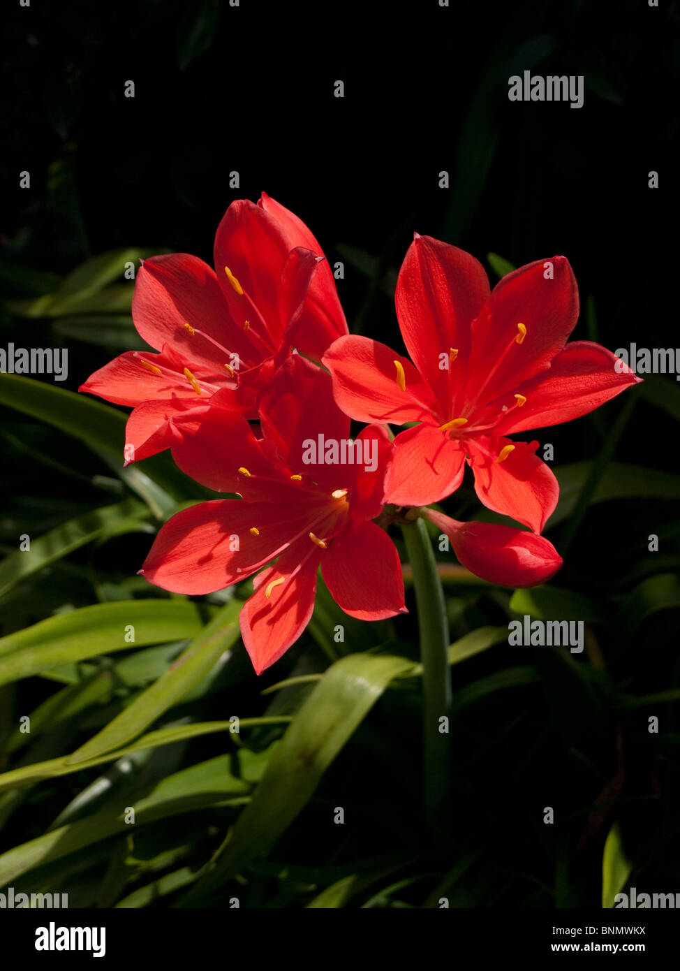 Clivia Blumen (Amaryllisgewächse) Stockfoto