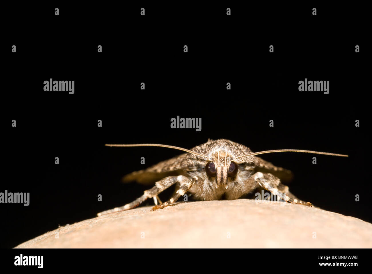 Nahaufnahme von Kupfer Underwing Moth - Brevard, North Carolina, USA Stockfoto