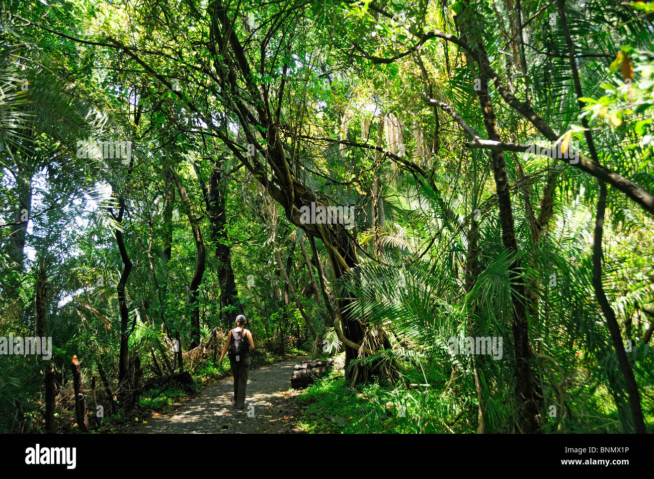 Zambesi National Park Wald Gehweg Victoria Falls Matabeleland North Provinz Simbabwe Afrika Stockfoto