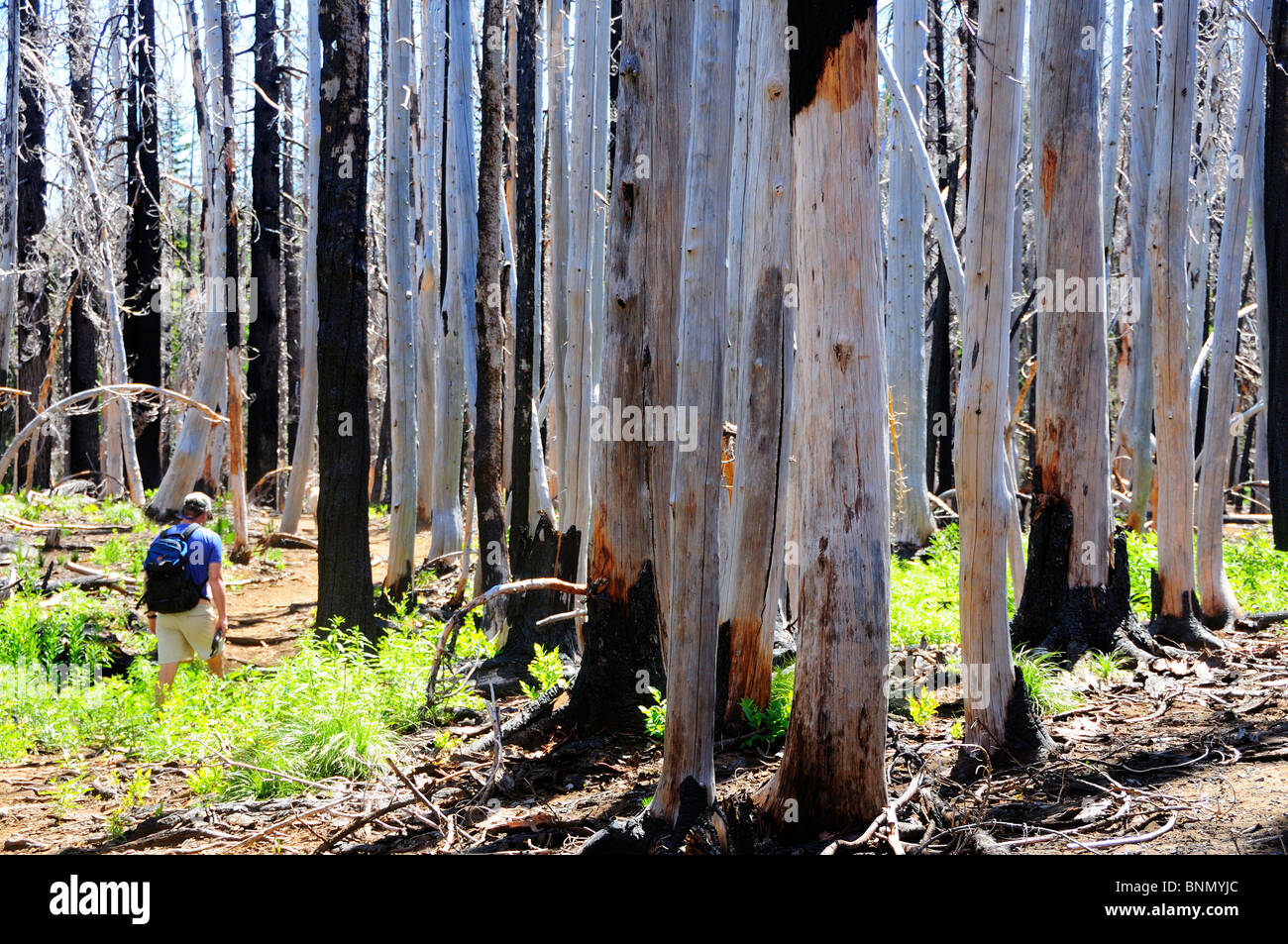 Menschen wandern verbrannten Wald tote Bäume Deschutes National Forest Central Oregon Bend Oregon USA Stockfoto