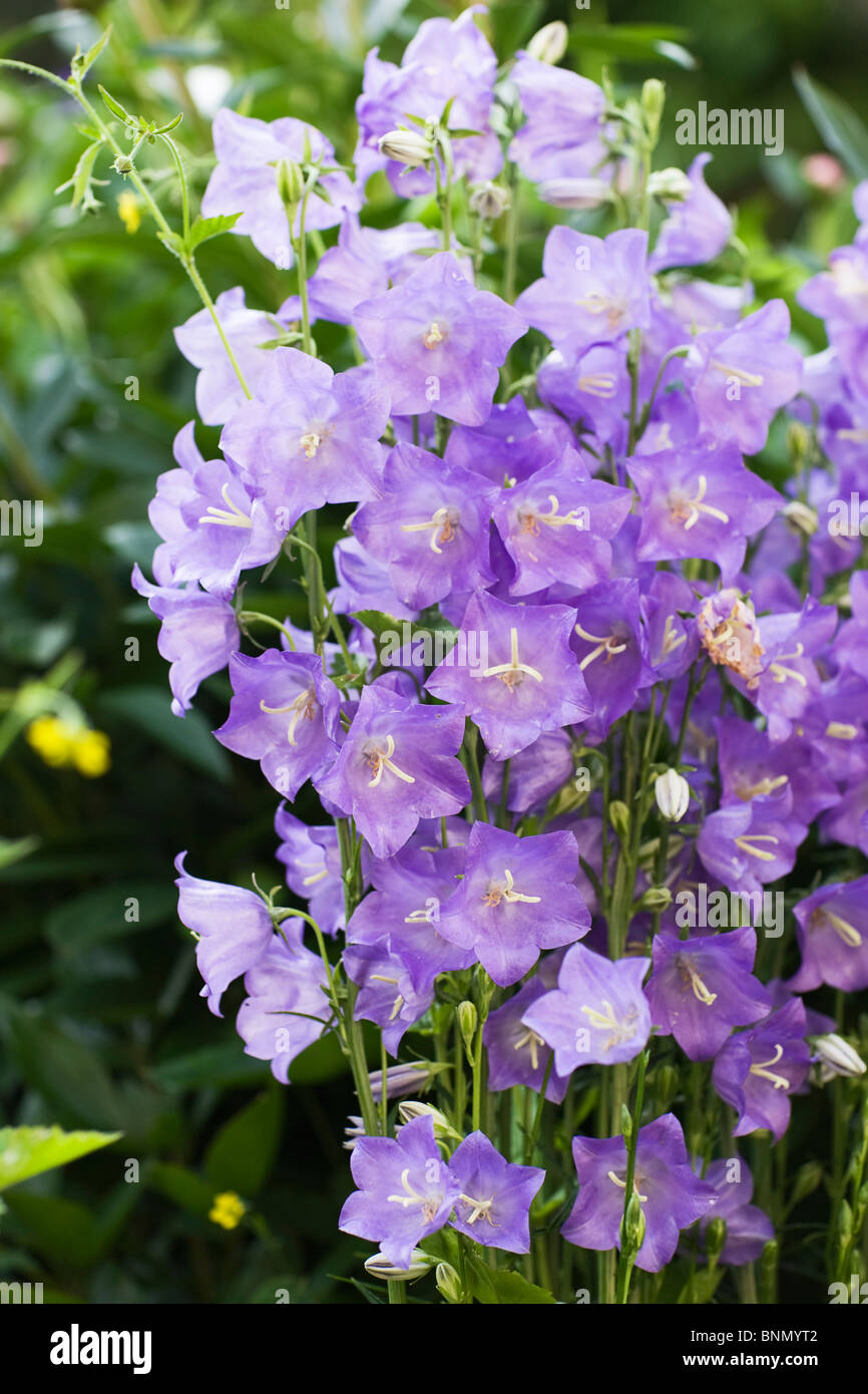 Strauss glockenblume Fotos und Bildmaterial in hoher Auflösung Alamy