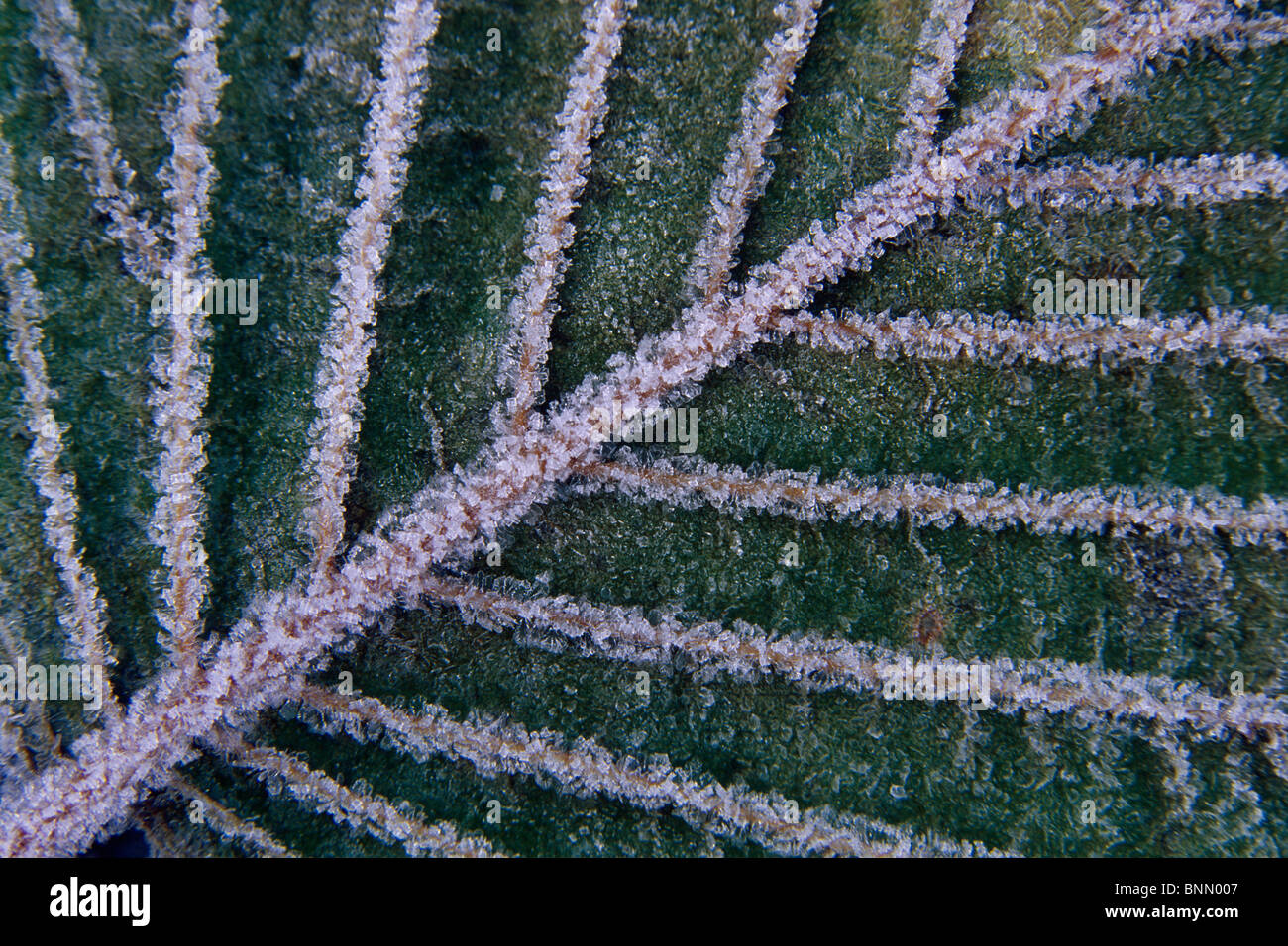 Nahaufnahme von satiniertem Erle Blatt SC Anchorage AK Herbst Stockfoto