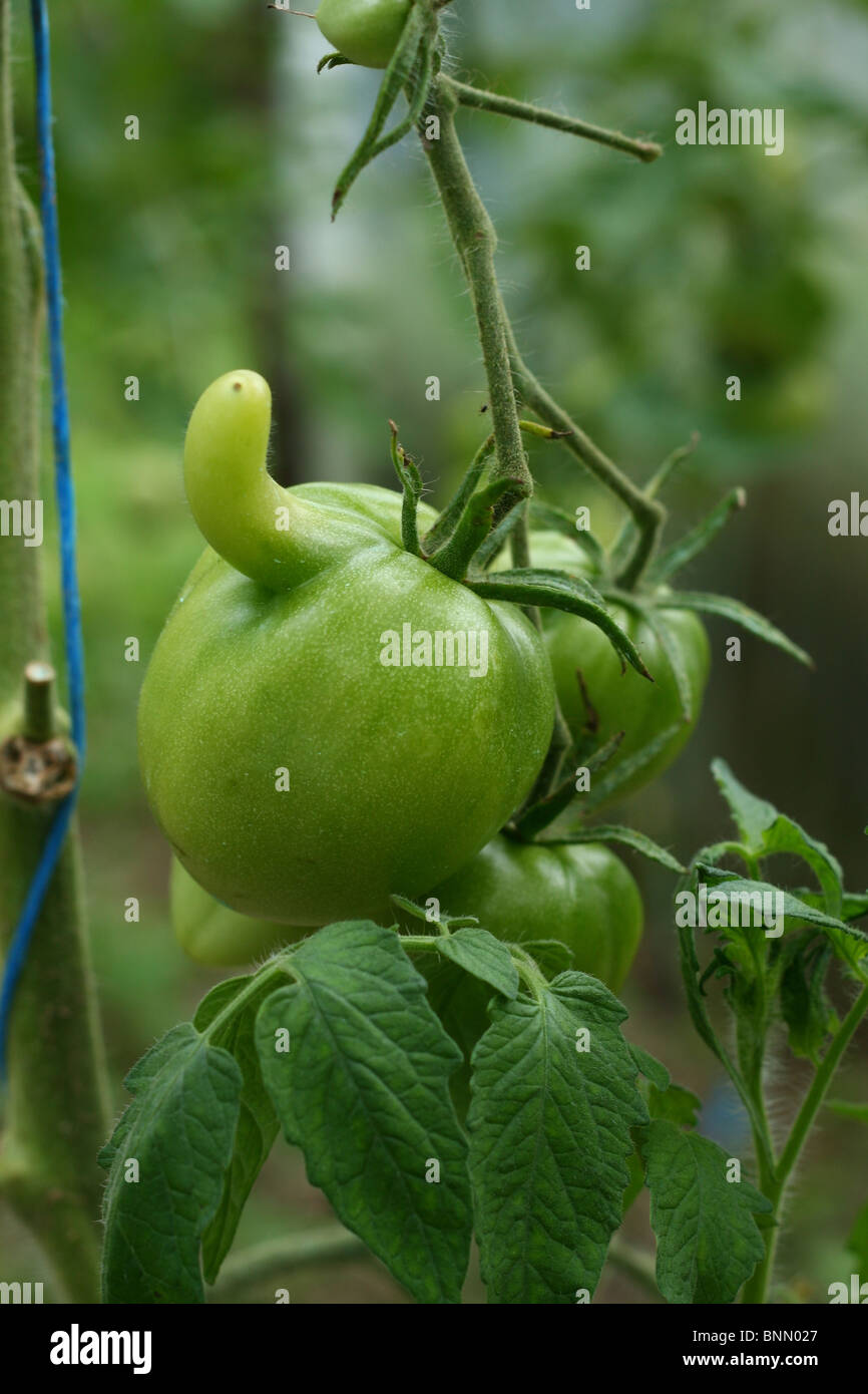 Grüne Tomaten am Rebstock Stockfoto