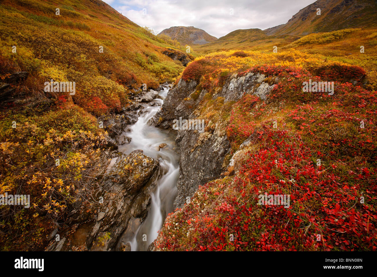 Kleiner Bach durch den Herbst farbige Tundra im Hatcher Pass, Alaska Stockfoto