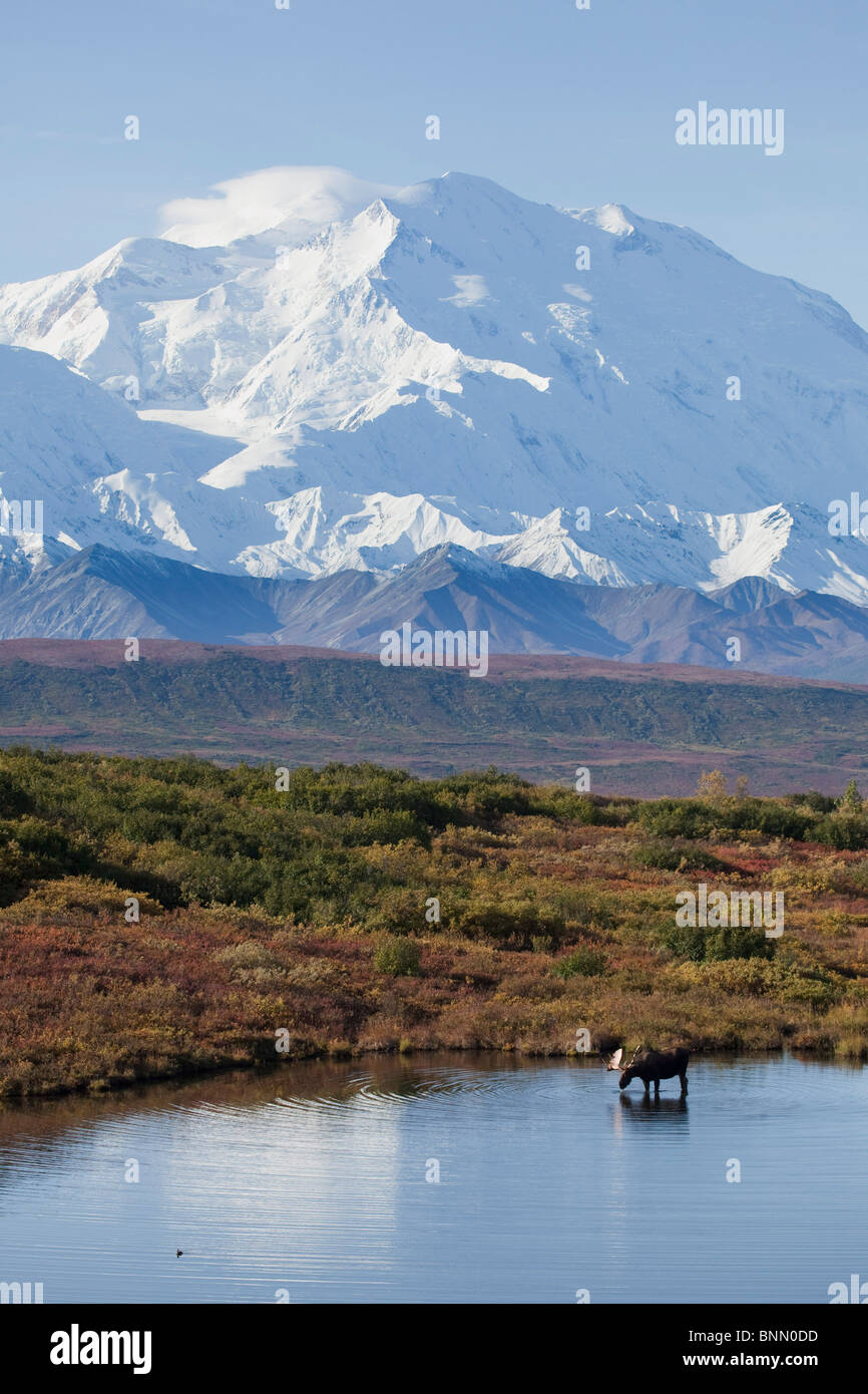 Bull Moose stehen in einem Teich mit Mt. McKinley im Hintergrund, Herbst, Denali Nationalpark, Alaska Stockfoto