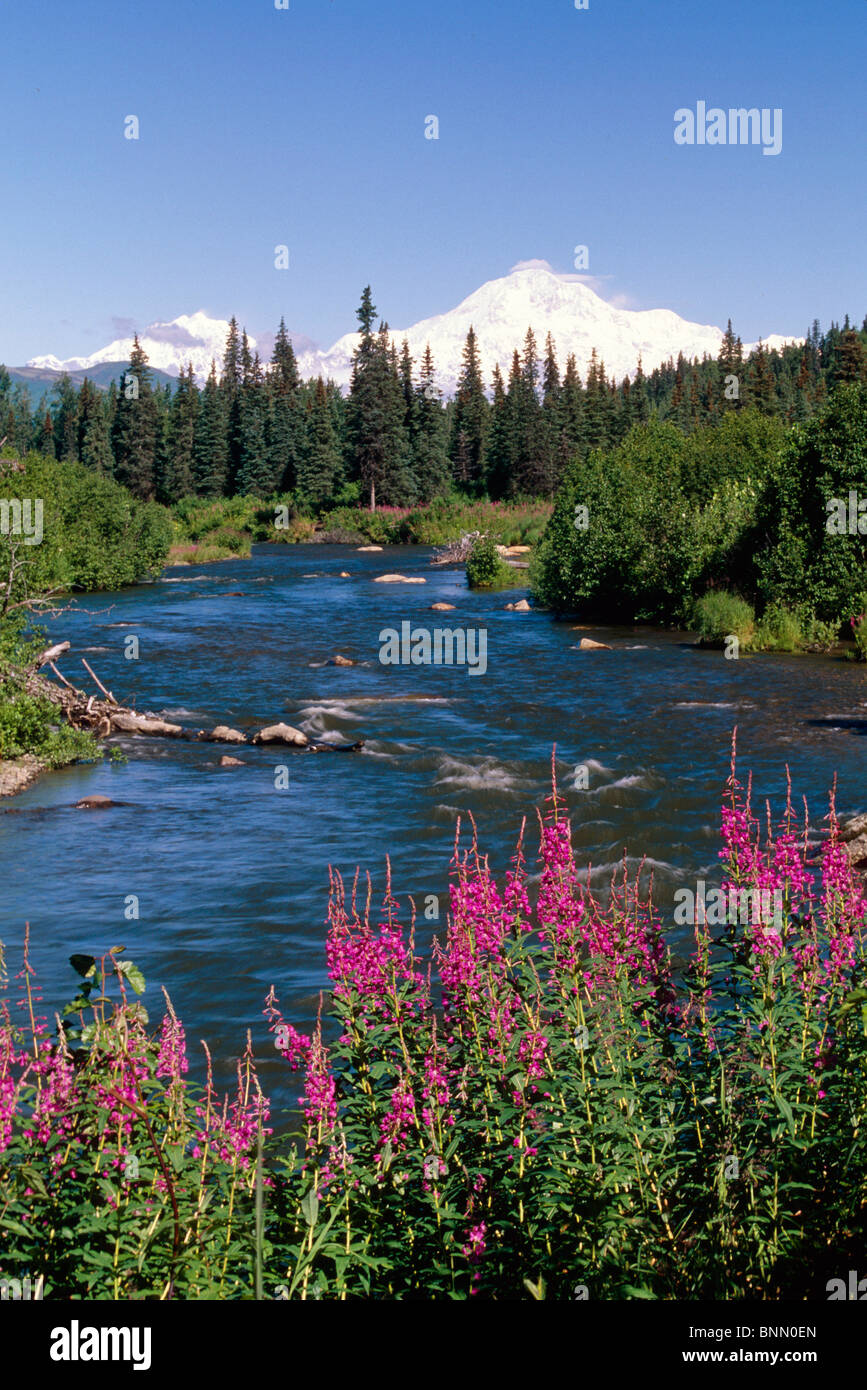 Peters Creek, Weidenröschen & Mt McKinley Sommer Scenic SC AK Stockfoto