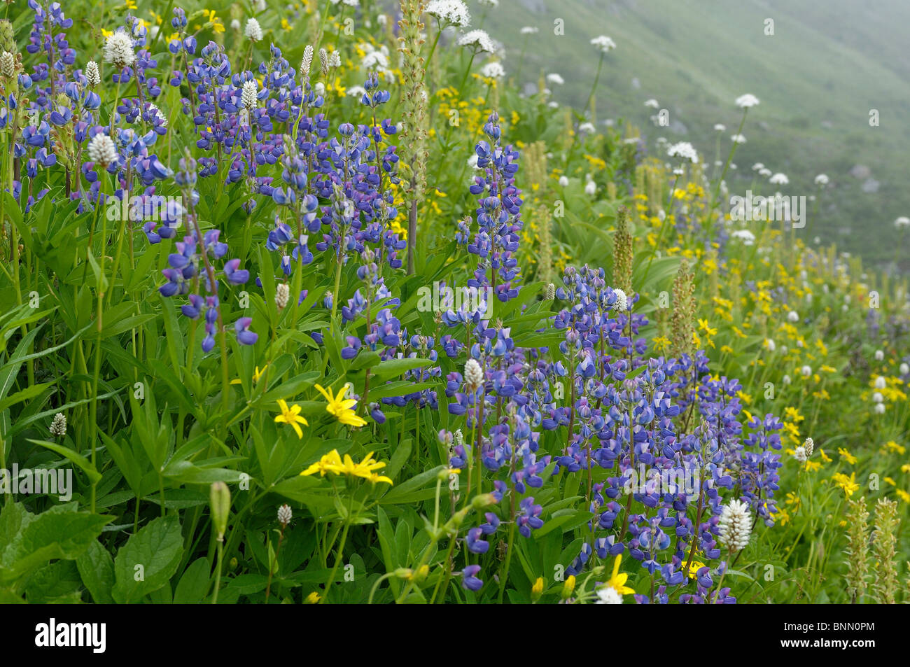 Berg Wiese Blumen Monogramm See Lookout Mountain Trail North Cascades National Park Washington USA Stockfoto