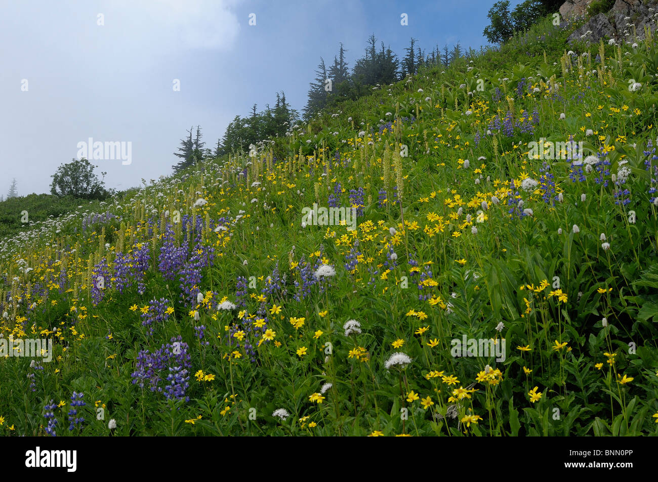 Berg Wiese Blumen Monogramm See Lookout Mountain Trail North Cascades National Park Washington USA Stockfoto