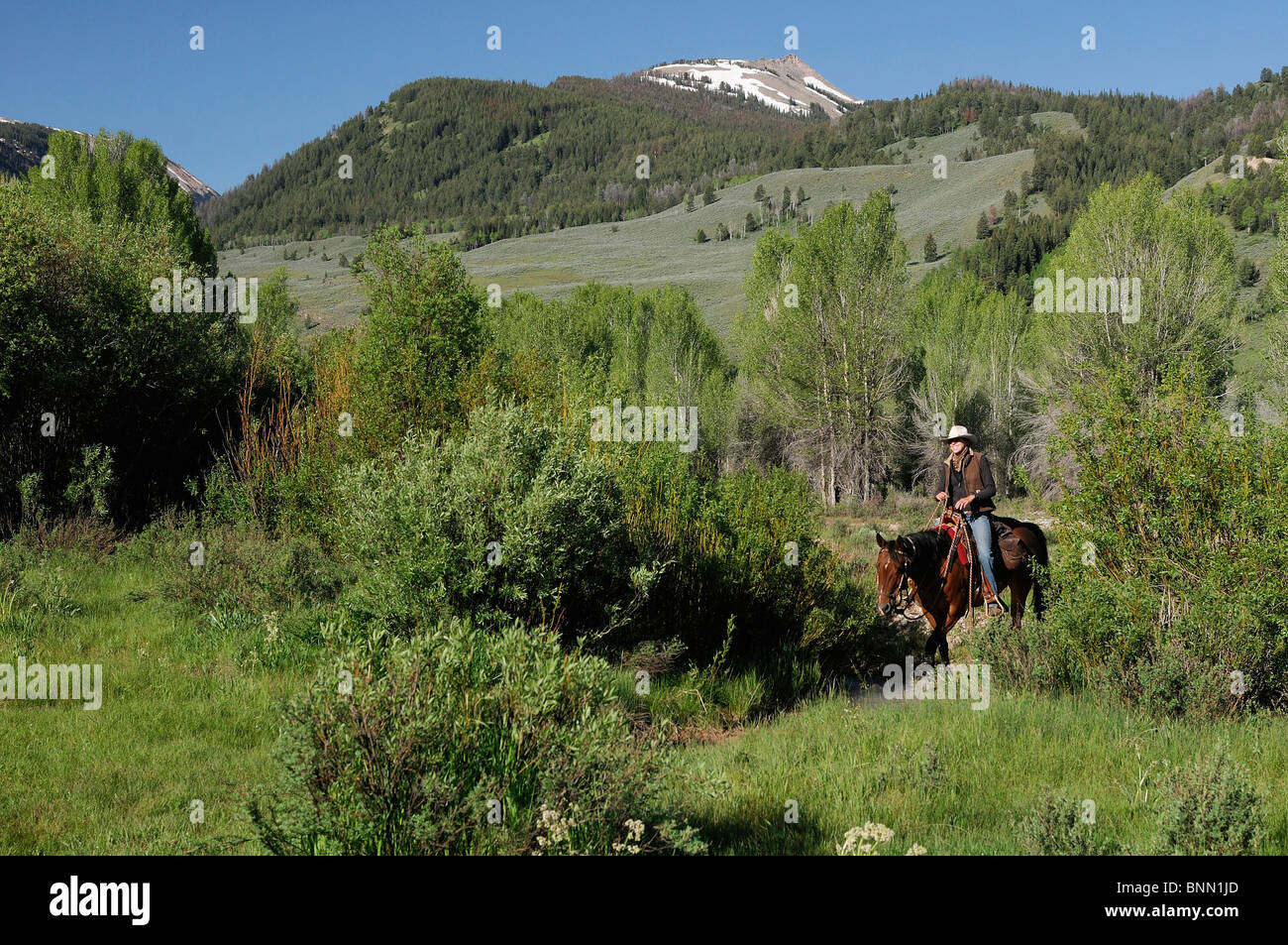 Pferdereiten Red Rock Ranch Guest Ranch Bridger-Teton Wilderness Natur Kelly Wyoming USA Stockfoto