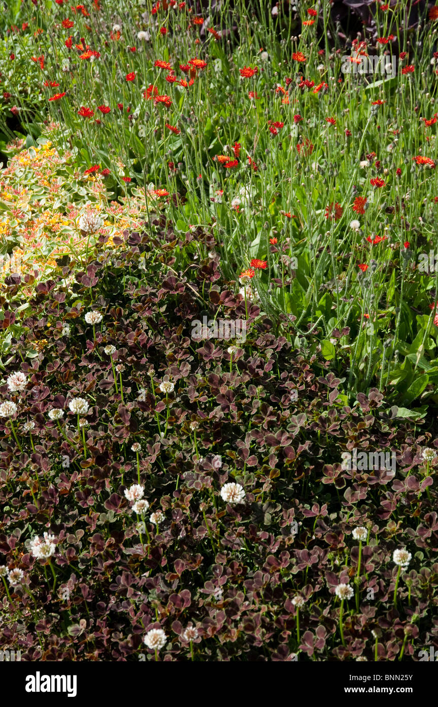 Herterton Haus Garten, Nr Cambo, Northumberland, UK - Blumengarten Stockfoto
