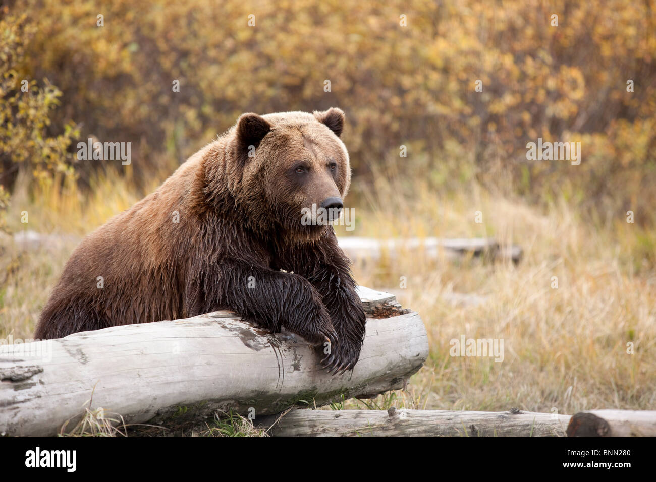 CAPTIVE Erwachsene Braunbär ruht auf einem Baumstamm im Alaska Wildlife Conservation Center, Alaska Stockfoto