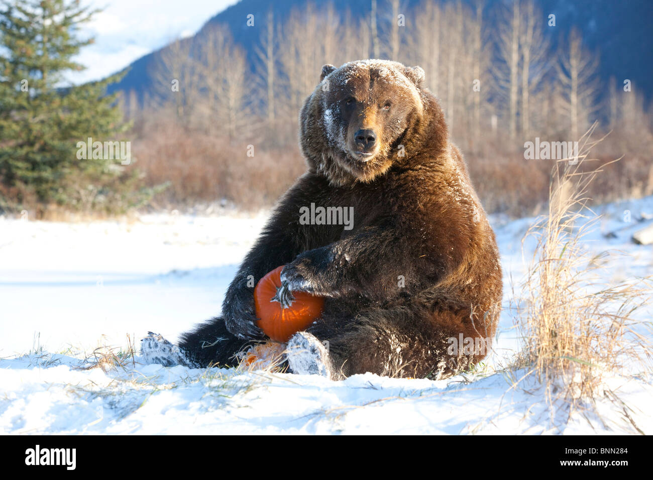 CAPTIVE Grizzly spielt mit einem Kürbis im Winter im Alaska Wildlife Conservation Center, Alaska Stockfoto