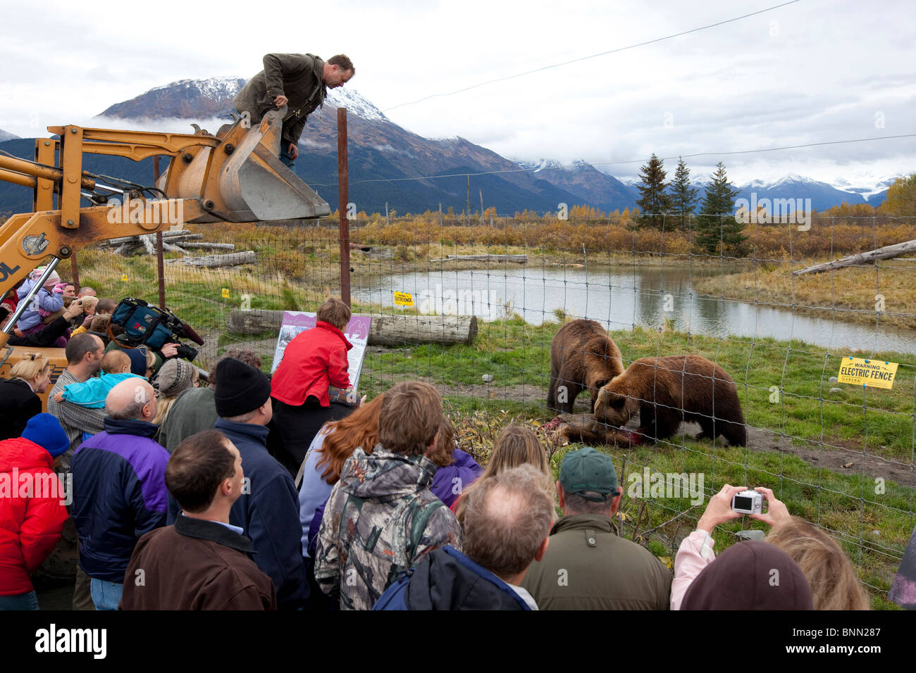 Besitzer von Alaska Wildlife Conservation Center, RSS-Feeds pro Straße getötet Elche, Braunbären Touristen schauen, Alaska Stockfoto