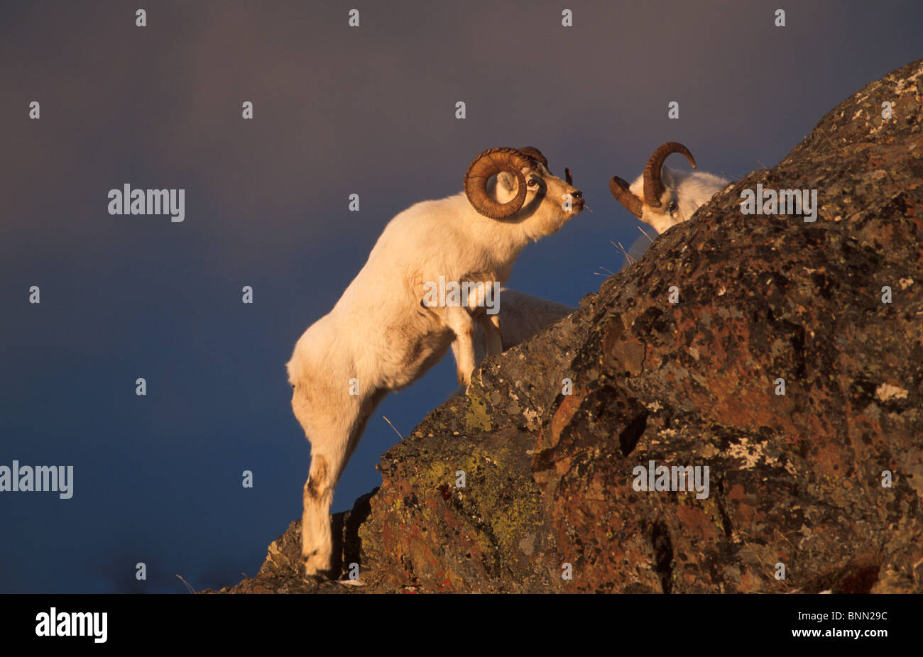 Dall-Schafe auf Ridge /nChugach Mnt Winter SC AK Stockfoto
