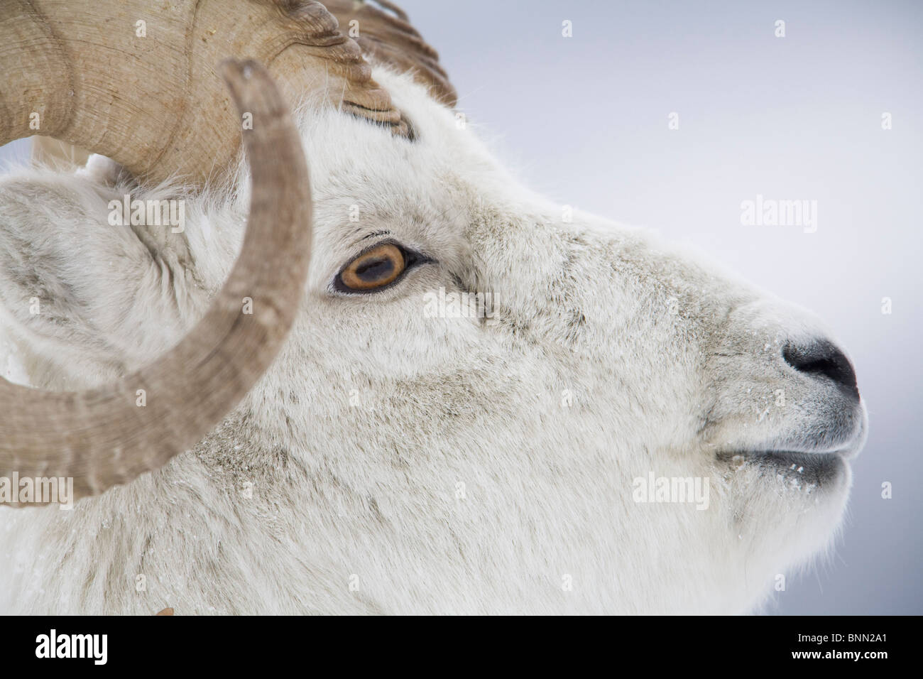 Porträt des großen RAM-Speicher im Winter in der Nähe von Sheep Mountain, Kluane National Park, Yukon Territorium, Kanada Stockfoto