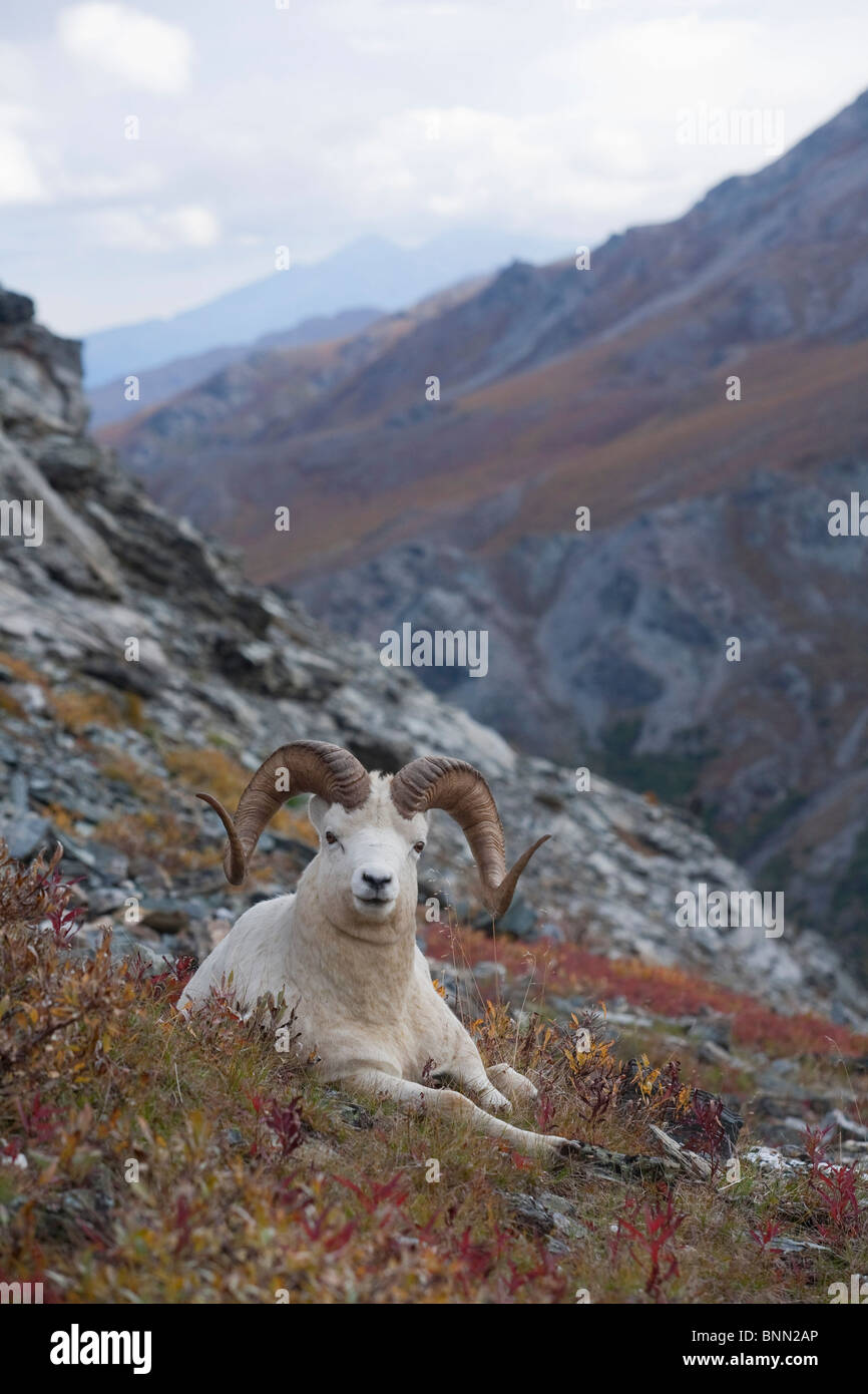 Dall Schafe Ram gebettet an einem Berghang mit Mount Margaret, Denali-Nationalpark, Alaska Stockfoto